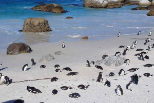Kapstadt: Kap der Guten Hoffnung, Robben und Pinguine – Tagestour