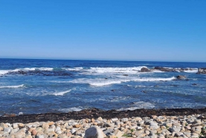 Cape Town Cape Of Good Hope Tour & Penguins Tour