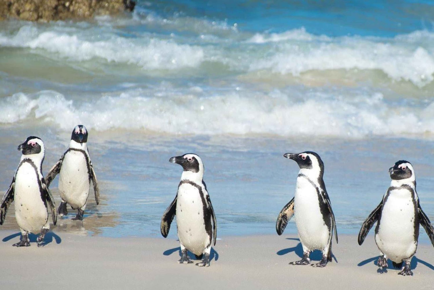 Cidade do Cabo: excursão de 1 dia pela Península do Cabo e pelos pinguins