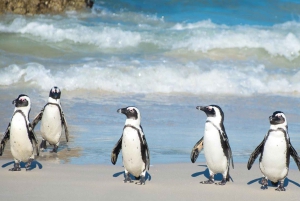 Cidade do Cabo: excursão de 1 dia pela Península do Cabo e pelos pinguins