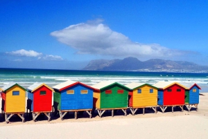 Cidade do Cabo: excursão de 1 dia pela Península do Cabo e pelos pinguins