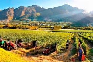 Cape Town: Cape Peninsula and Wine Route Tour