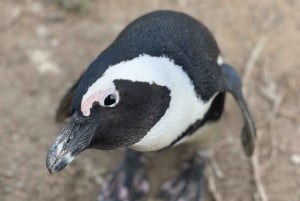 Cape Town: Cape Peninsula & Boulders Beach Shared Tour