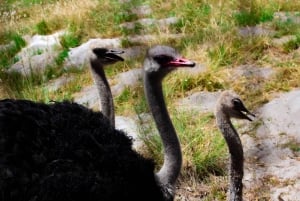 Cape Town: Cape Peninsula & Boulders Beach Shared Tour