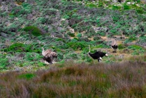 Cape Town: Cape Peninsula & Boulders Beach Shared Tour