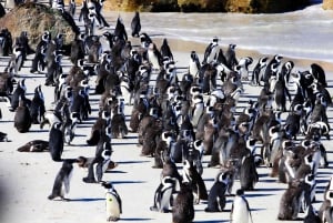 Cape Town: Cape Peninsula & Boulders Beach Shared Tour
