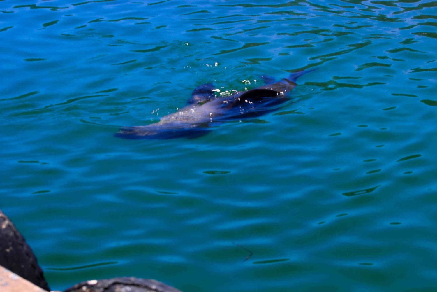 Kaapstad: Cape Peninsula & Boulders Beach Gedeelde Tour