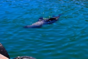 Kaapstad: Cape Peninsula & Boulders Beach Gedeelde Tour