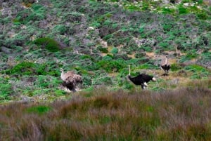 Kaapstad: Cape Peninsula & Boulders Beach Gedeelde Tour