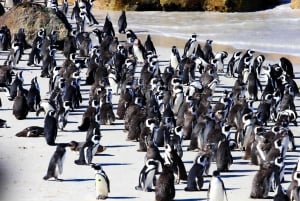 Kaapstad: Cape Peninsula & Boulders Beach Gedeelde Tour