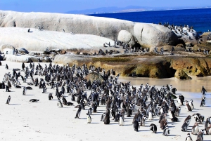 Kaapstad: Cape Peninsula & Boulders Beach Gedeelde Tour