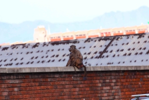 Kaapstad: Cape Peninsula & Boulders Beach Gedeelde Tour