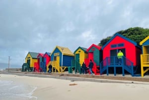 Kaapstad: Cape Peninsula & Boulders Beach Gedeelde Tour