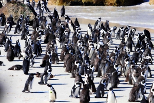 Кейптаун: Кейп-Пенинсула и Боулдерс-Бич Общий тур