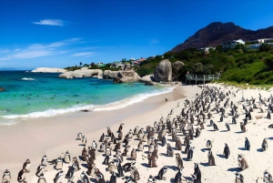 Città del Capo: visita di mezza giornata nella Penisola del Capo con i pinguini