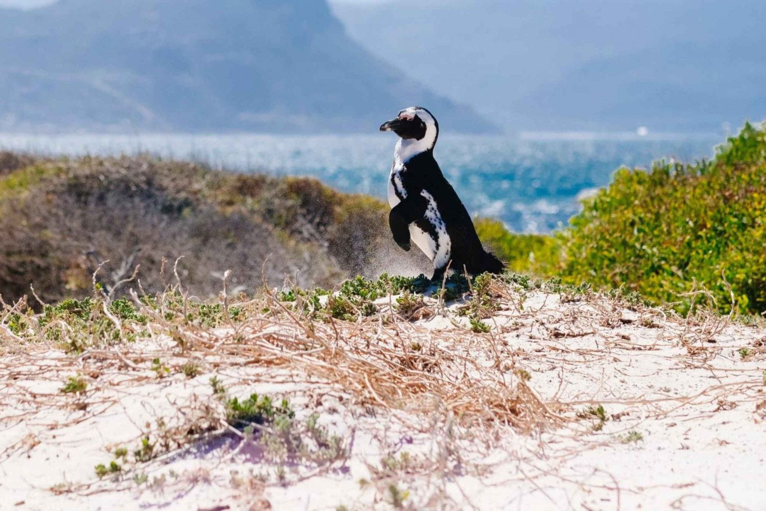 Cape Town: Privat halvdagstur til Kaphalvøen