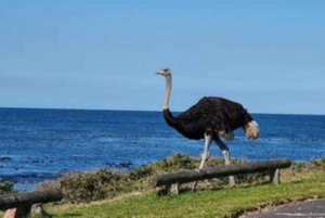 Cape Town: Cape Peninsula privat naturskøn tur