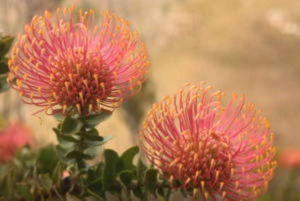 Cape Town: Cape Peninsula privat naturskøn tur