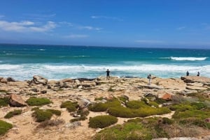 From Cape Town: Cape Peninsula Full-Day Private Tour