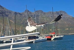 From Cape Town: Cape Peninsula Full-Day Private Tour