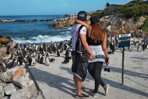 Cidade do Cabo: excursão privada à Península do Cabo