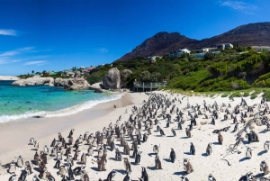 Cidade do Cabo: excursão privada à Península do Cabo