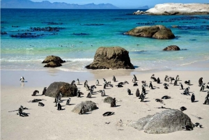 Cape Town: Cape Peninsula scenic drive with Airport Transfer