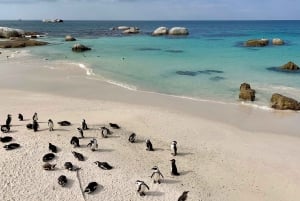 Kaapstad: Cape Point, Boulders Beach en Simon's Town Tour