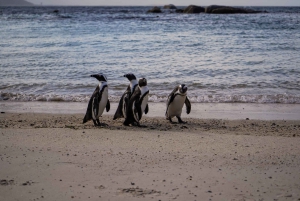 Kaapstad: Cape Point, Boulders Beach en Simon's Town Tour