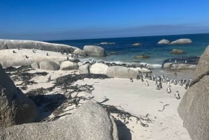 Kaapstad: Cape Point, Boulders Beach en Simon's Town Tour