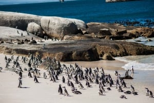 Cape Town: Cape Point & Boulders Beach dagstur