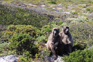 Cape Town: Dagstur til Cape Point og Boulders Beach