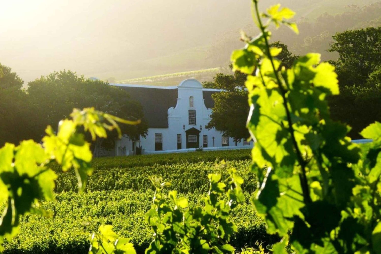 Cape Town: Cape Point, Constantia Wine Tour Private Transfer