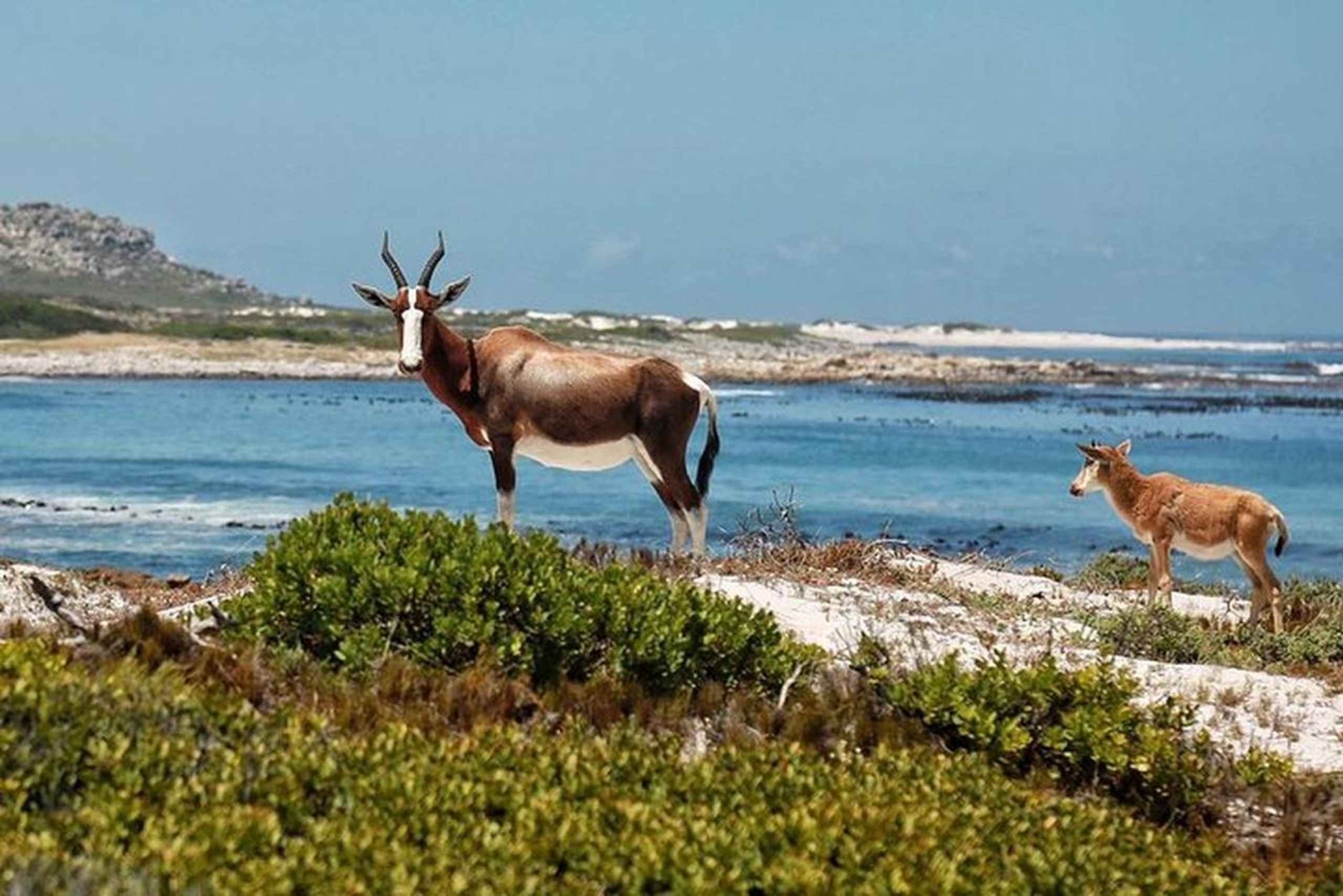 Cape Town: Cape Point, Constantia Wine Tour Private Transfer