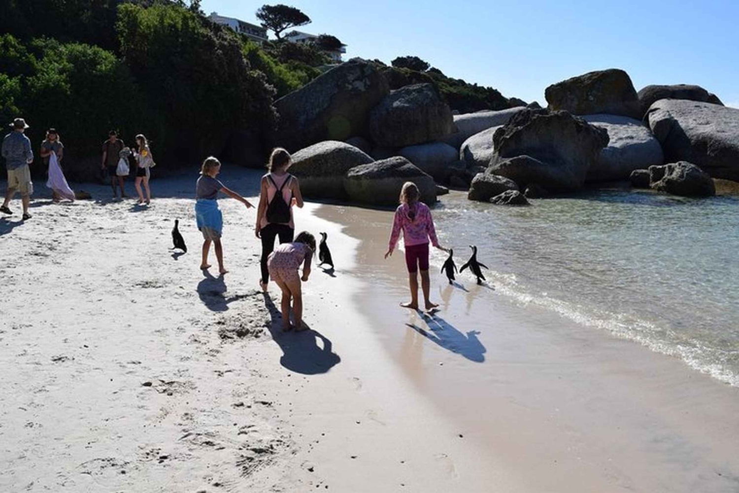 Cape Town: Cape Point, Constantia Wine Tour Private Transfer