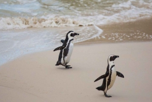 Cape Town: Cape Point, Constantia Wine Tour Private Transfer