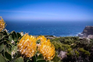 Cape Town: Cape Point, Constantia Wine Tour Private Transfer