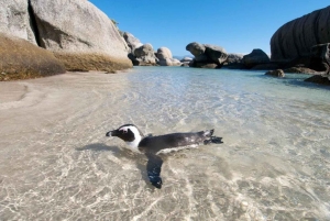 Cape Town: Cape Point, Constantia Wine Tour Private Transfer