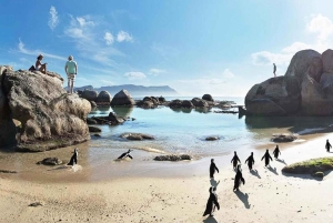 Cape Town: Cape Point, Constantia Wine Tour Private Transfer