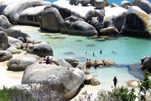 Cape Town: Cape Point, Constantia Wine Tour Private Transfer