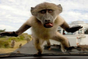 Cape Town: Cape Point heldagstur