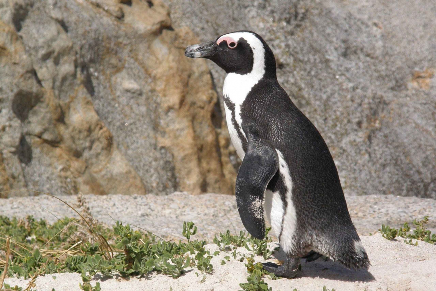 Le Cap : Pointe du Cap, pingouins et dégustation de vin