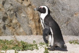 Cape Town: Cape Point, pingviner og vinsmaking