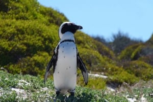 Kapstaden: Kapspetsen, pingviner och vinprovning