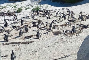 Cape Town: Cape Point, Penguins, Stellenbosch wine tasting