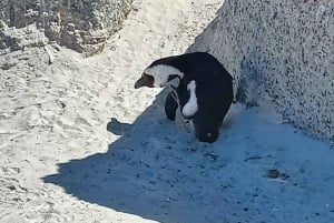 Cape Town: Cape Point, Penguins, Stellenbosch wine tasting