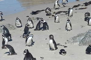 Cape Town: Cape Point, Penguins, Stellenbosch wine tasting