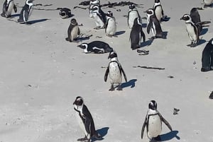 Cape Town: Cape Point, Penguins, Stellenbosch wine tasting