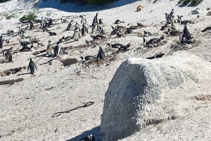 Cape Town: Cape Point, Penguins, Stellenbosch wine tasting