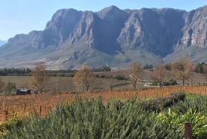 Cape Town: Cape Point, Penguins, Stellenbosch wine tasting